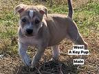 West Key Mixed Breed (Medium) Puppy Male