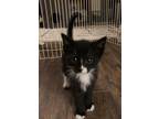 Joey Domestic Shorthair Kitten Male