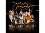 Golden Heart Beauty Chanel