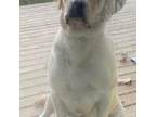 Labrador Retriever Puppy for sale in Athens, MI, USA