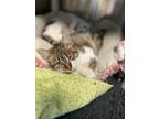 Morgan Domestic Shorthair Young Female