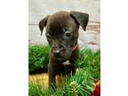 Bambi American Pit Bull Terrier Puppy Female