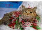 Effie (C23-330) Domestic Longhair Kitten Female