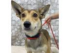 Foxy Corgi Adult Female