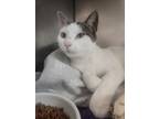 Violet Domestic Shorthair Young Female