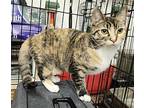Molly Domestic Shorthair Young Female