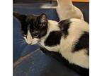 Domestic Shorthair Young Female