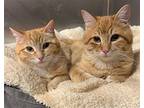 Biggie Domestic Shorthair Kitten Male