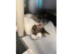 Ernest Domestic Shorthair Young Male