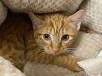 Muffins Domestic Shorthair Adult Male