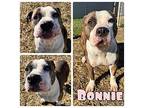 Bonnie American Staffordshire Terrier Adult Female