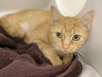 Tang Domestic Shorthair Adult Female