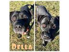 Della - FOSTER NEEDED Staffordshire Bull Terrier Adult Female