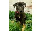 Moana American Pit Bull Terrier Puppy Female