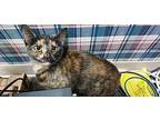 Kirra Domestic Shorthair Adult Female