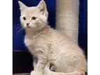 Cream Domestic Shorthair Young Female