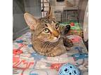 LouLou Domestic Shorthair Adult Female