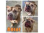 Arias American Staffordshire Terrier Adult Male
