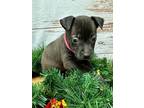 Gloria American Pit Bull Terrier Puppy Female