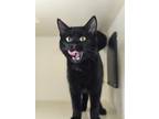 Starling Domestic Shorthair Young Male