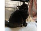 Molly Domestic Longhair Kitten Female