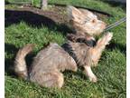 Julia Yorkie, Yorkshire Terrier Young Female