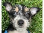 Airmount Dora chihuahua/mini schnauzer Chihuahua Puppy Female