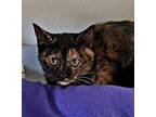 Morticia Domestic Shorthair Kitten Female