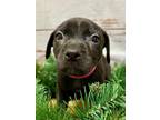 Nala American Pit Bull Terrier Puppy Female