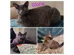 Gloria Domestic Shorthair Young Female