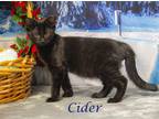 Cider (C23-314) Domestic Shorthair Kitten Male