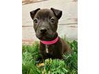 Ariel American Pit Bull Terrier Puppy Female