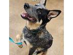 Harlow Australian Cattle Dog Young Male