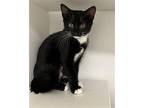 Depeche Mode Domestic Shorthair Kitten Female