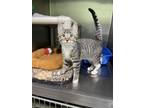 Luna Domestic Shorthair Kitten Female