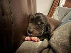 Lady Antebellum Great Dane Puppy Female