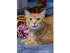 Donald (C23-342) Domestic Shorthair Young Male