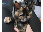 Firecracker Domestic Shorthair Kitten Female