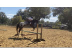 Registered Appaloosa Show gelding