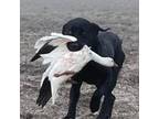 1 puppy (started gundog)