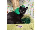 Adopt Tippi a American Shorthair