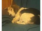 Adopt Finn a Beagle, Basset Hound