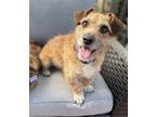 Adopt Danny (and Sandy - bonded pair) a Border Terrier, Dachshund