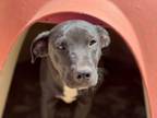 Adopt Cardamom a German Shepherd Dog / Mixed dog in Tehachapi, CA (37676679)