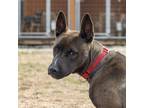 Adopt Kramer a American Pit Bull Terrier / Mixed dog in Tehachapi, CA (35436871)
