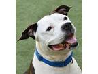 Adopt Titan a White American Pit Bull Terrier / Mixed dog in Cleveland