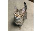Adopt Clover a Domestic Shorthair / Mixed (short coat) cat in Defiance