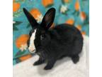 Adopt Indigo a Dutch / Mixed rabbit in Miami, FL (35105356)