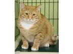 Adopt James a Orange or Red Tabby Domestic Shorthair (short coat) cat in