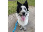 Adopt Zipper a Border Collie / Mixed dog in Warren, MI (37811927)